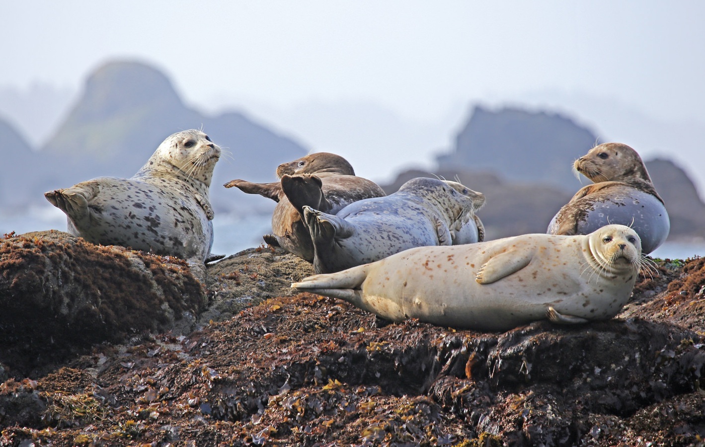 Internationale Dag van de Zeehond