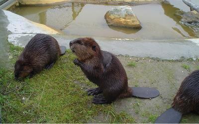 Internationale Dag van de Bever