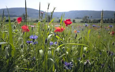 Internationale Dag van de Biodiversiteit