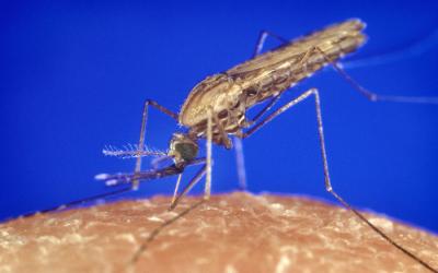 Wereld Malariadag
