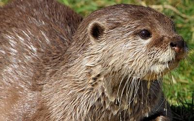 Internationale Dag van de Otter