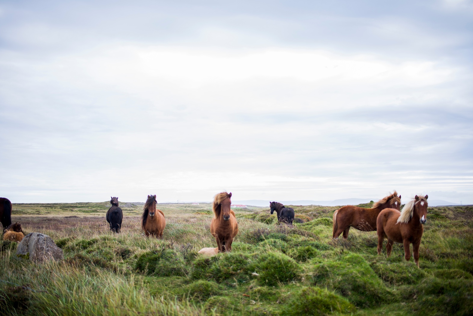 Dag van het Paard (Veluwe)