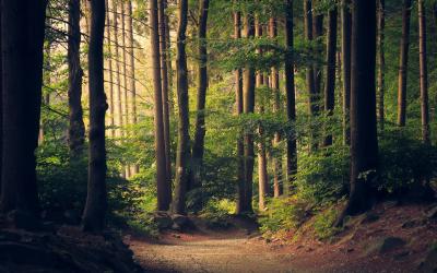 Internationale Dag van het Bos