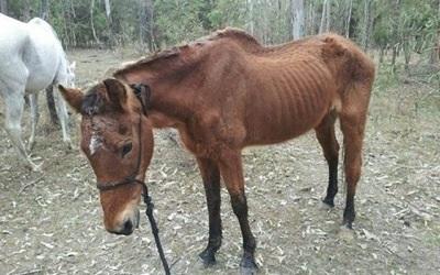 Dag van het Oudere Paard