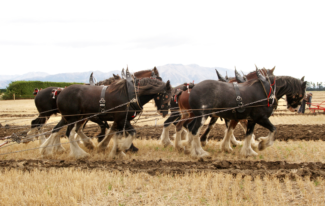 Dag van het Ploegpaard
