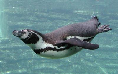 Internationale Dag van de Pinguin
