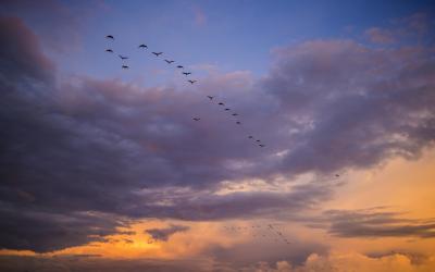 Internationale Dag van de Vogelmigratie