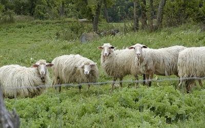 Dag van het Schaap