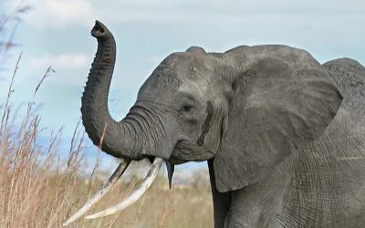 Internationale Dag van de Olifant