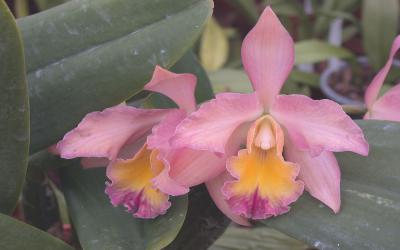 Internationale Dag van de Orchidee