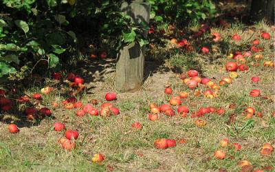 Nationale Appelplukdag