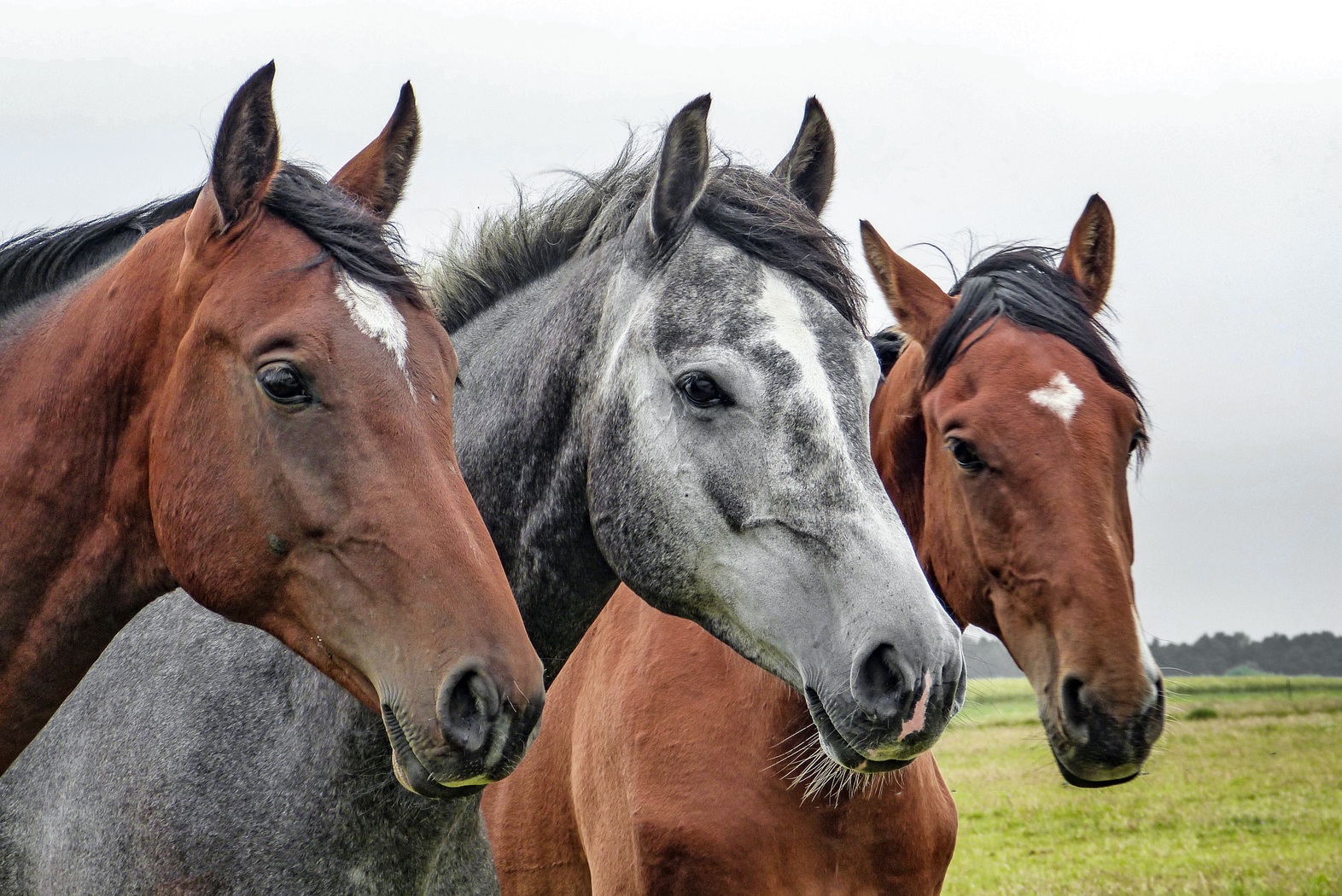 Internationale Dag van het Paard