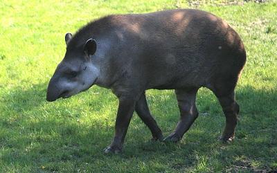 Wereld Tapirdag