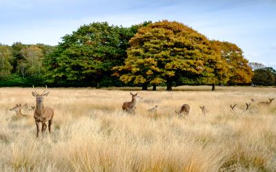 Internationale Dag van Dieren en Planten in het Wild