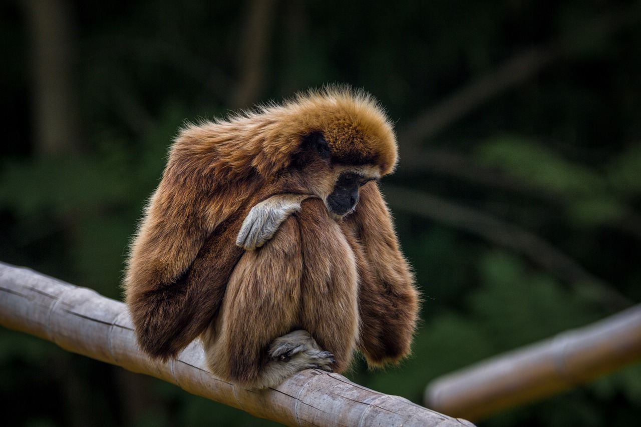 Internationale Dag van de Gibbon