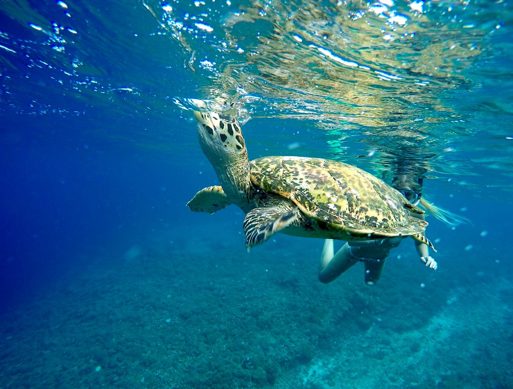 Internationale Dag van de Zeeschildpad