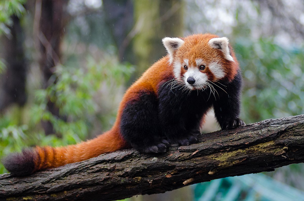 Internationale Dag van de Rode Panda