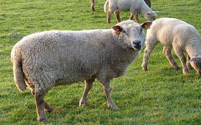 Volgende Dag van het Schaap: 31 mei 2014